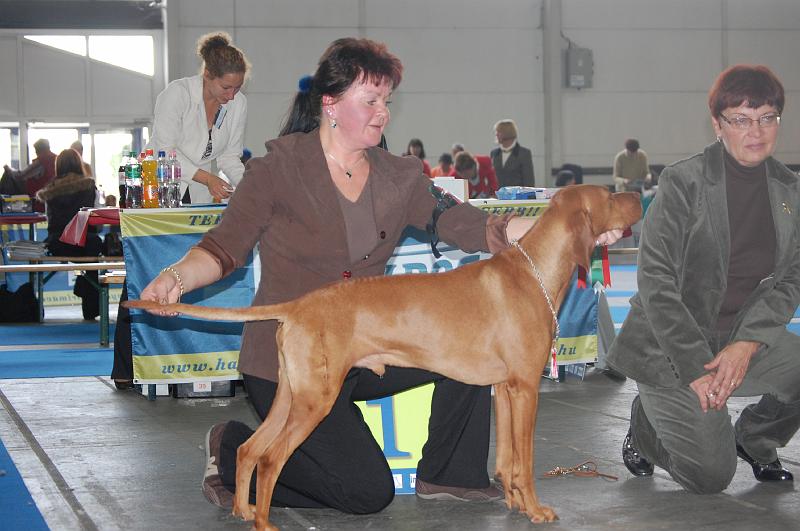 Canine Cool Boy - BOB - VII.JPG - Canine Cool Boy - V1,CAC,CACIB,Evropský vítěz,BOB (šampionů)